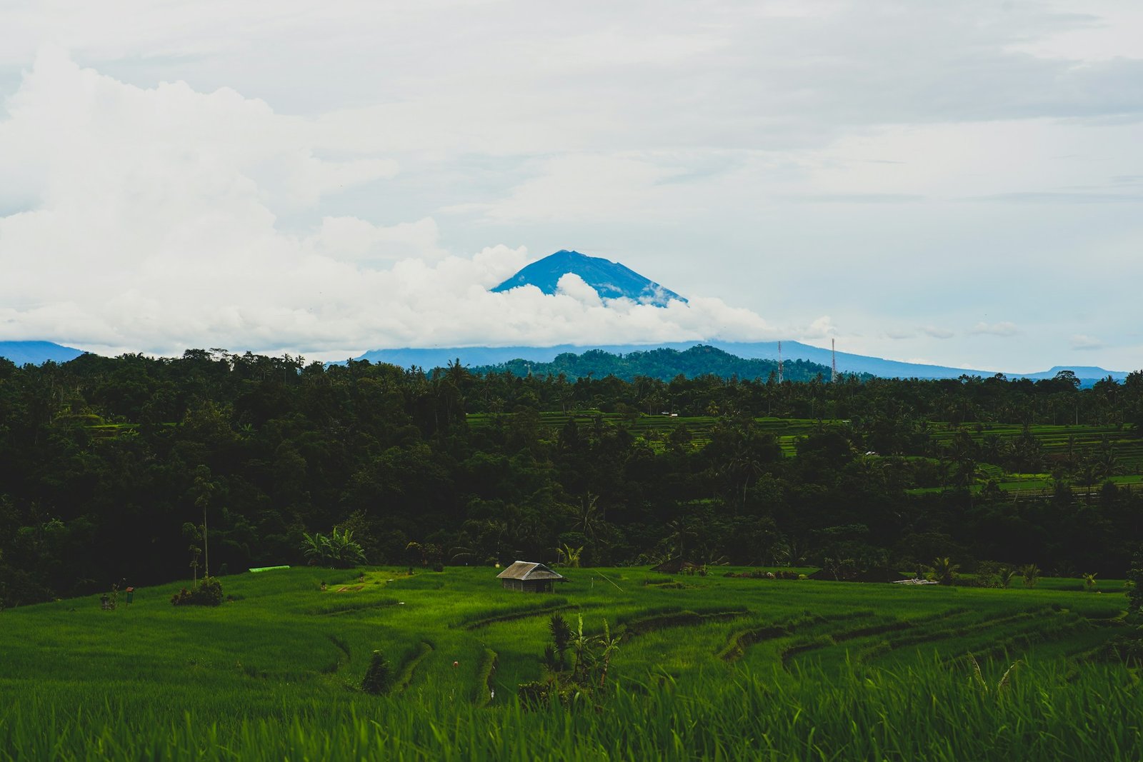 Jatiluwih Rice Terrace